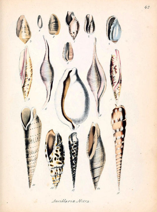 Conchylienbuch, oder, Allgemeine und besondere Naturgeschichte der Muscheln und Schnecke | Mollusks "Pictorial works"  | Vintage Print Reproduction 452552