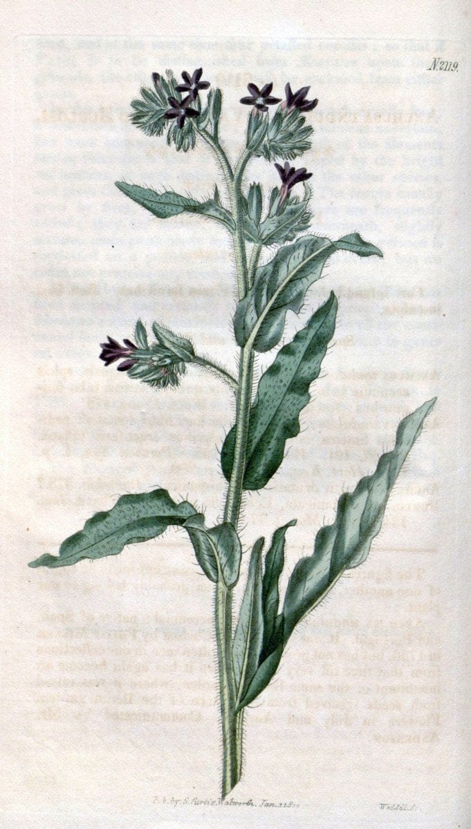 Curtis's botanical magazine. London ; New York [etc.] :Academic Press [etc.]. | "Botanical illustration" Botany Periodicals "Pictorial works" "Plants, Ornamental"  | Vintage Print Reproduction 452553