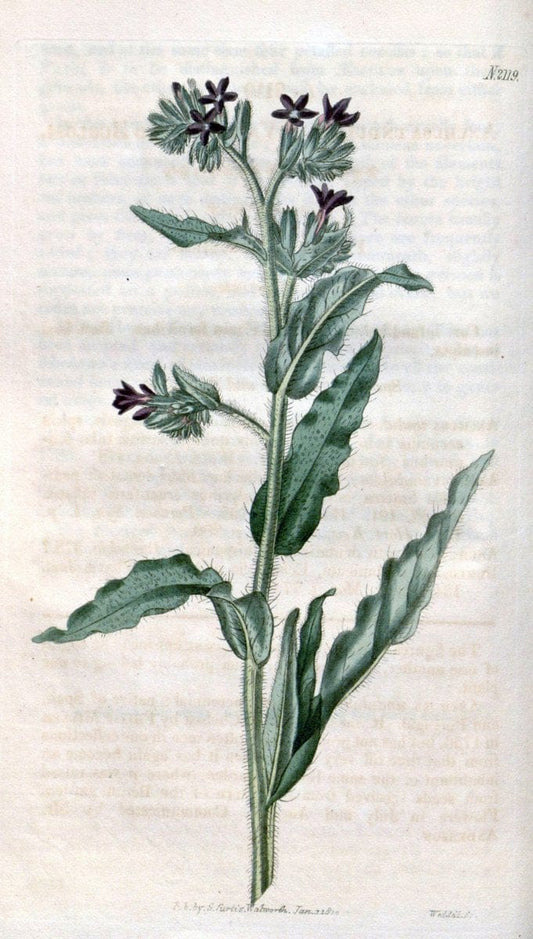 Curtis's botanical magazine. London ; New York [etc.] :Academic Press [etc.]. | "Botanical illustration" Botany Periodicals "Pictorial works" "Plants, Ornamental"  | Vintage Print Reproduction 452553