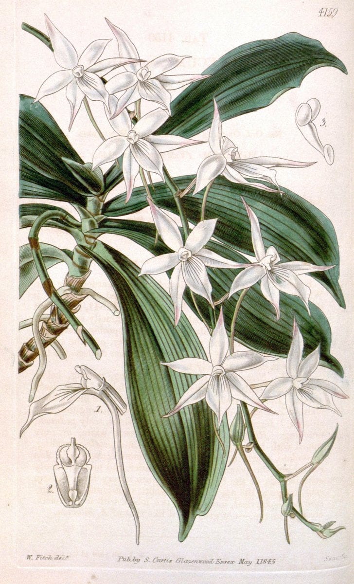 Curtis's botanical magazine. London ; New York [etc.] :Academic Press [etc.]. | "Botanical illustration" Botany Periodicals "Pictorial works" "Plants, Ornamental"  | Vintage Print Reproduction 452554