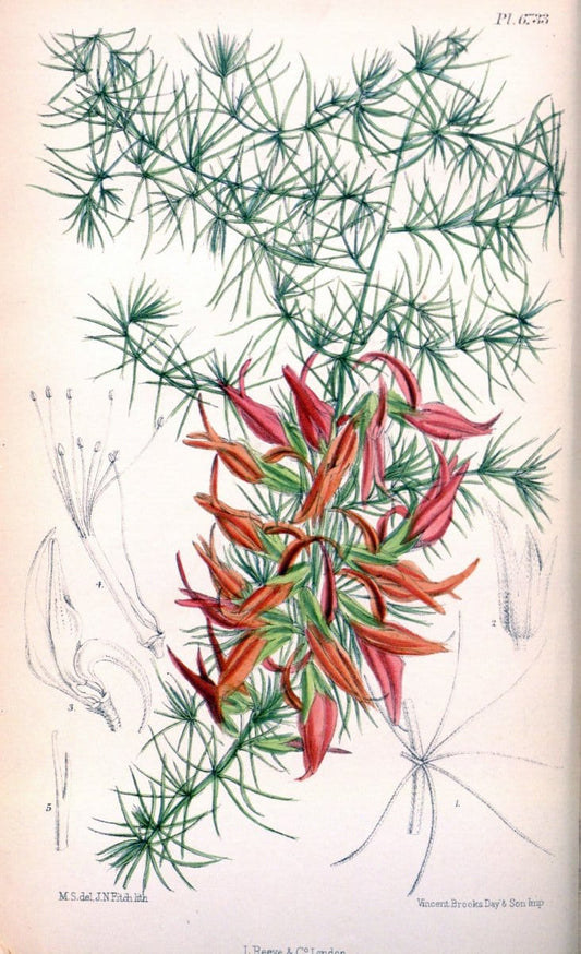 Curtis's botanical magazine. London ; New York [etc.] :Academic Press [etc.]. | "Botanical illustration" Botany Periodicals "Pictorial works" "Plants, Ornamental"  | Vintage Print Reproduction 452555