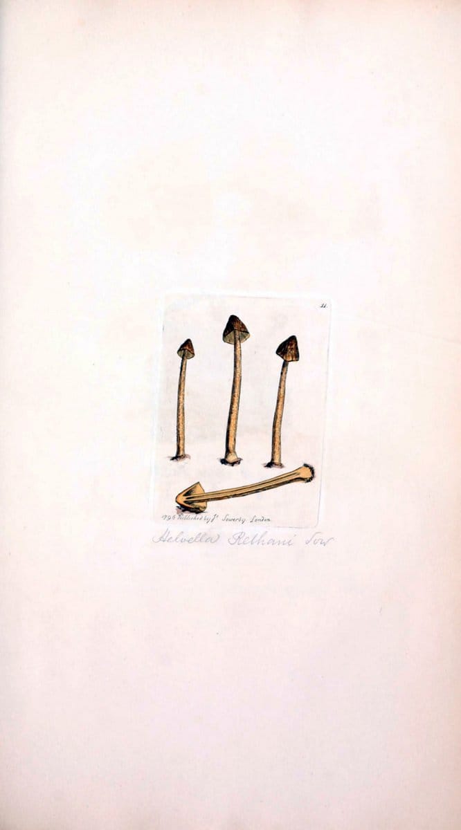 Coloured figures of English fungi or mushrooms. London,Printed by J. Davis,1797-[1809]. | England Mushrooms  | Vintage Print Reproduction 452557