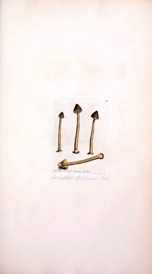 Coloured figures of English fungi or mushrooms. London,Printed by J. Davis,1797-[1809]. | England Mushrooms  | Vintage Print Reproduction 452557