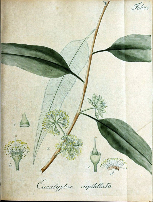 Collectio plantarum tam exoticarum, quam indigenarum, cum delineatione, descriptione cul | Botany | Vintage Print Reproduction 452559