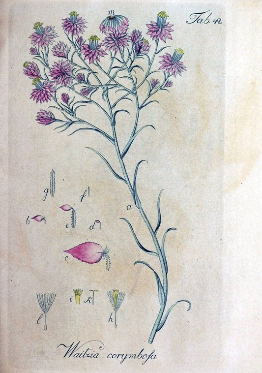 Collectio plantarum tam exoticarum, quam indigenarum, cum delineatione, descriptione cul | Botany | Vintage Print Reproduction 452560