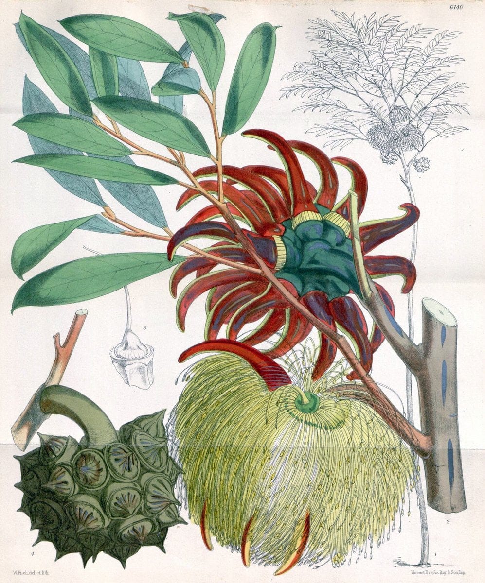 Curtis's botanical magazine. London ; New York [etc.] :Academic Press [etc.]. | "Botanical illustration" Botany Periodicals "Pictorial works" "Plants, Ornamental"  | Vintage Print Reproduction 452561