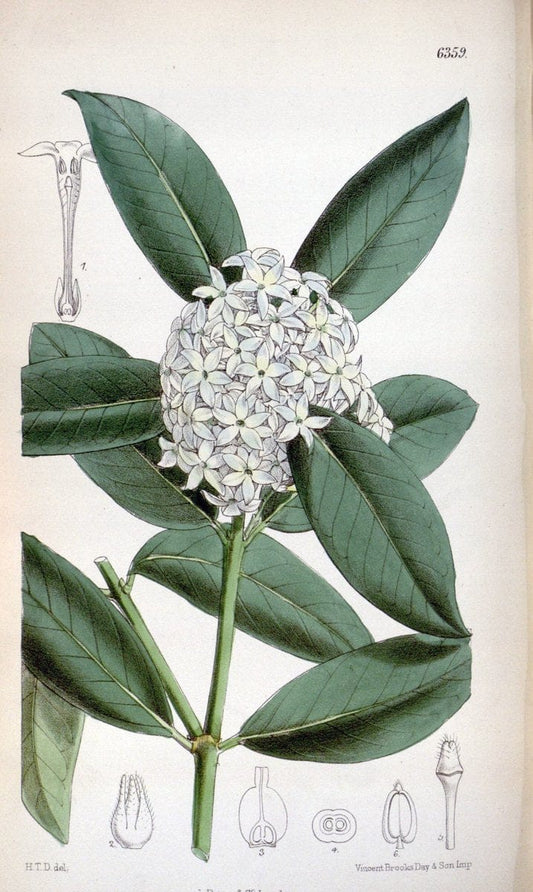 Curtis's botanical magazine. London ; New York [etc.] :Academic Press [etc.]. | "Botanical illustration" Botany Periodicals "Pictorial works" "Plants, Ornamental"  | Vintage Print Reproduction 452562