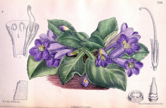 Curtis's botanical magazine. London ; New York [etc.] :Academic Press [etc.]. | "Botanical illustration" Botany Periodicals "Pictorial works" "Plants, Ornamental"  | Vintage Print Reproduction 452564