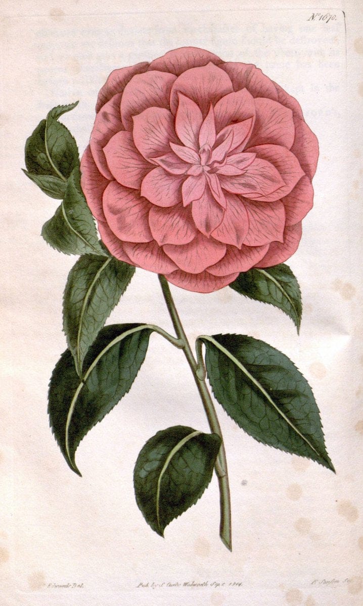 Dragable Image