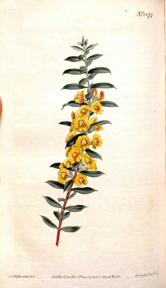 Curtis's botanical magazine. London ; New York [etc.] :Academic Press [etc.]. | "Botanical illustration" Botany Periodicals "Pictorial works" "Plants, Ornamental"  | Vintage Print Reproduction 452566
