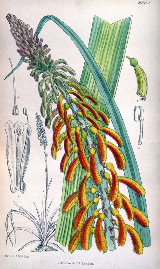 Curtis's botanical magazine. London ; New York [etc.] :Academic Press [etc.]. | "Botanical illustration" Botany Periodicals "Pictorial works" "Plants, Ornamental"  | Vintage Print Reproduction 452569
