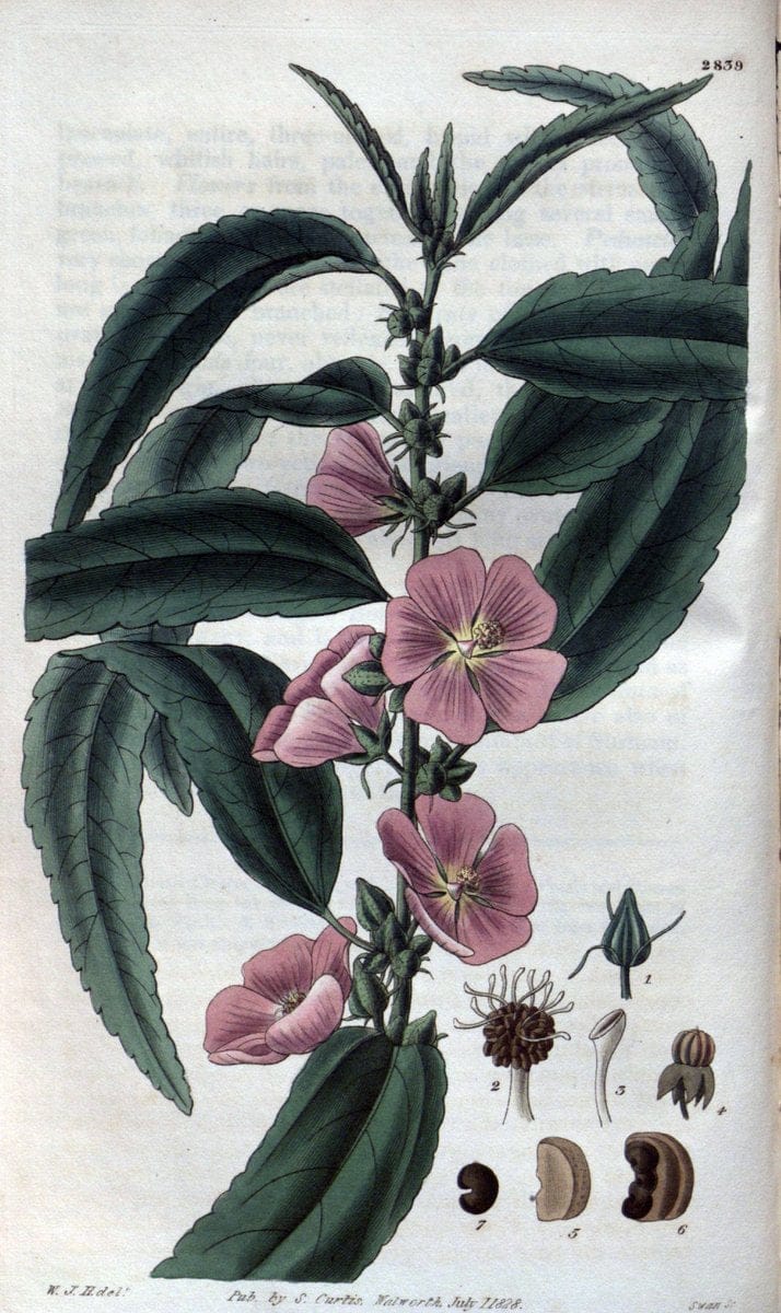 Curtis's botanical magazine. London ; New York [etc.] :Academic Press [etc.]. | "Botanical illustration" Botany Periodicals "Pictorial works" "Plants, Ornamental"  | Vintage Print Reproduction 452571