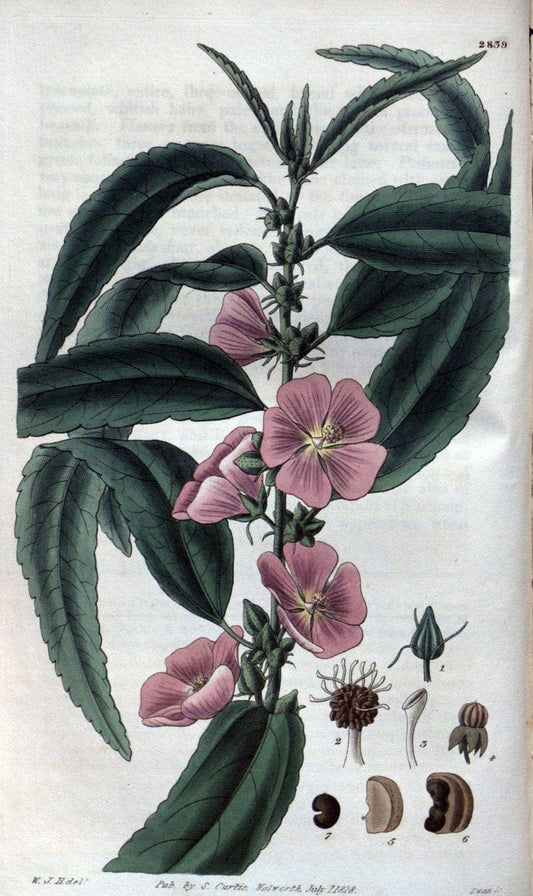 Curtis's botanical magazine. London ; New York [etc.] :Academic Press [etc.]. | "Botanical illustration" Botany Periodicals "Pictorial works" "Plants, Ornamental"  | Vintage Print Reproduction 452571