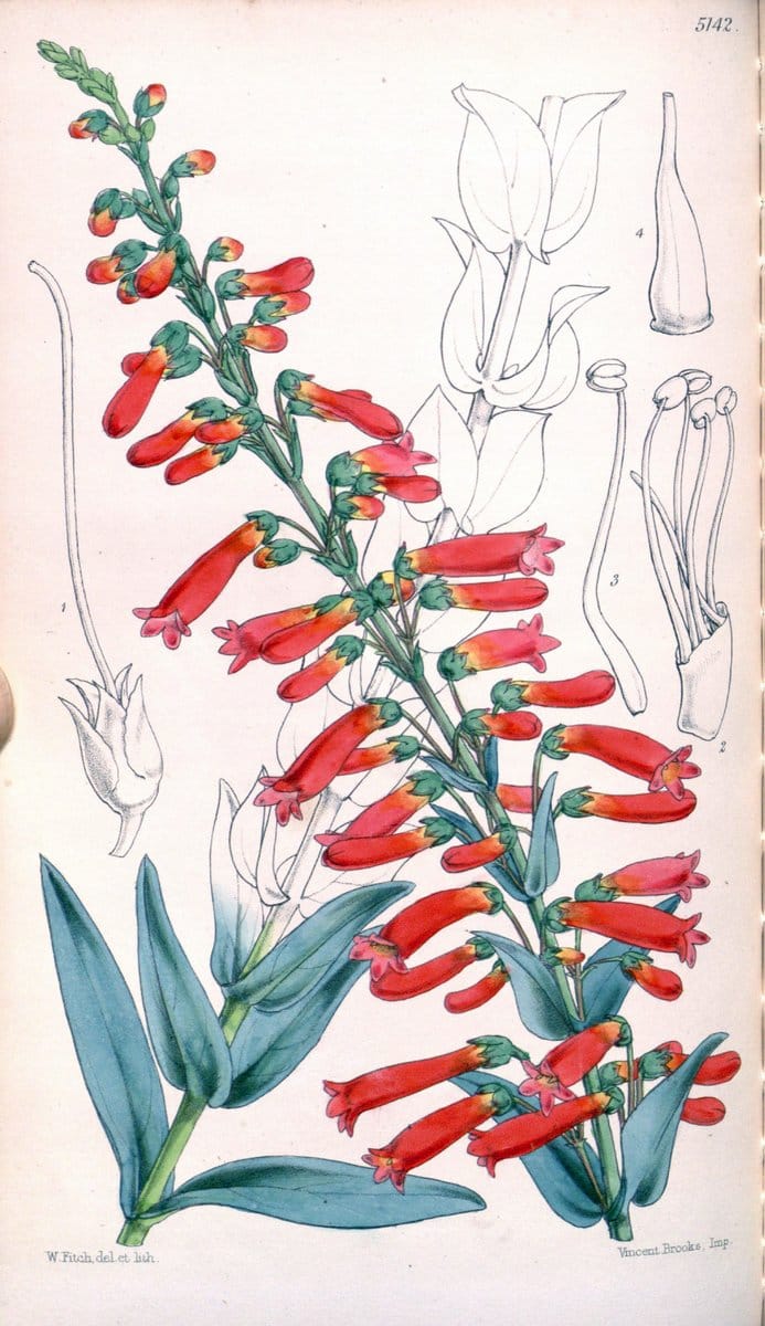 Curtis's botanical magazine. London ; New York [etc.] :Academic Press [etc.]. | "Botanical illustration" Botany Periodicals "Pictorial works" "Plants, Ornamental"  | Vintage Print Reproduction 452573