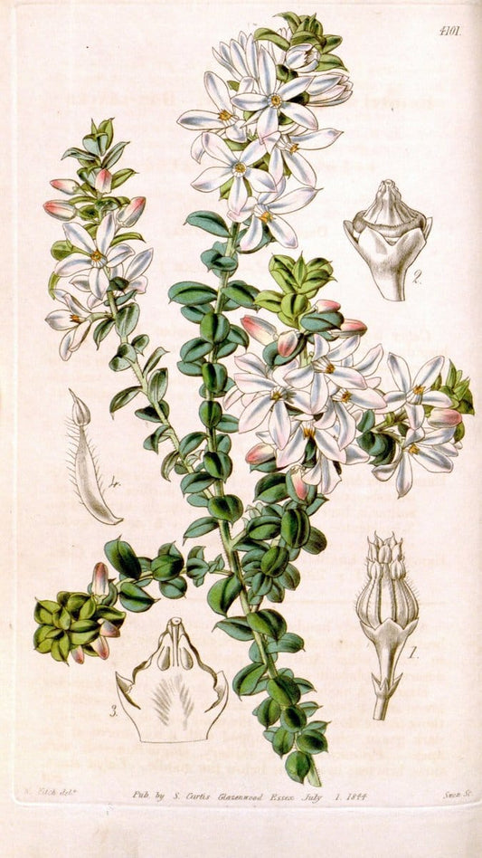 Curtis's botanical magazine. London ; New York [etc.] :Academic Press [etc.]. | "Botanical illustration" Botany Periodicals "Pictorial works" "Plants, Ornamental"  | Vintage Print Reproduction 452574
