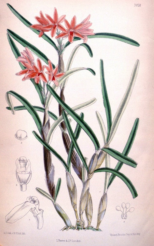 Curtis's botanical magazine. London ; New York [etc.] :Academic Press [etc.]. | "Botanical illustration" Botany Periodicals "Pictorial works" "Plants, Ornamental"  | Vintage Print Reproduction 452577