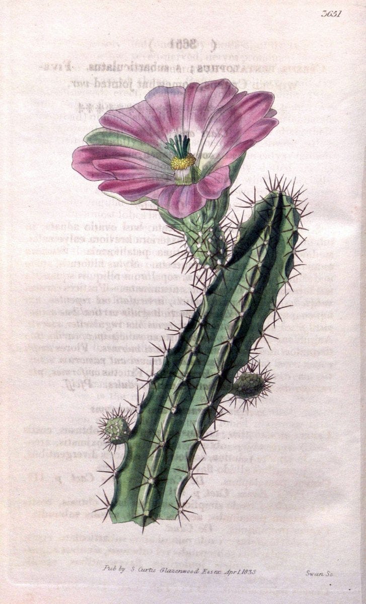 Curtis's botanical magazine..London ;New York [etc.] :Academic Press [etc.]. |  | Vintage Print Reproduction 452580