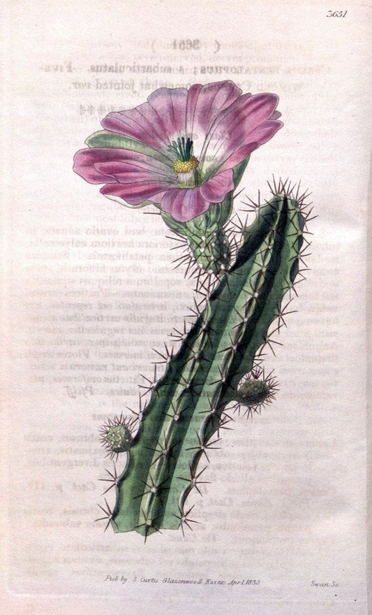 Curtis's botanical magazine..London ;New York [etc.] :Academic Press [etc.]. |  | Vintage Print Reproduction 452580