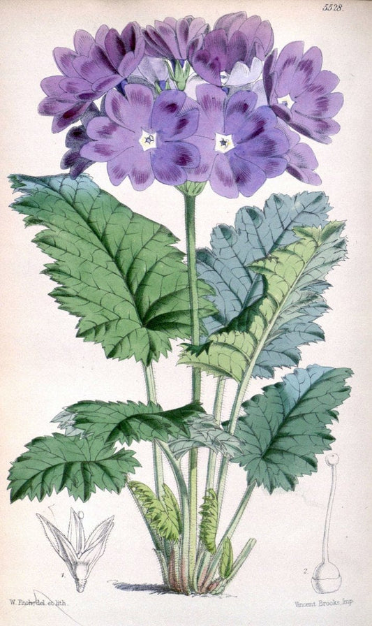 Curtis's botanical magazine..London ;New York [etc.] :Academic Press [etc.]. |  | Vintage Print Reproduction 452581