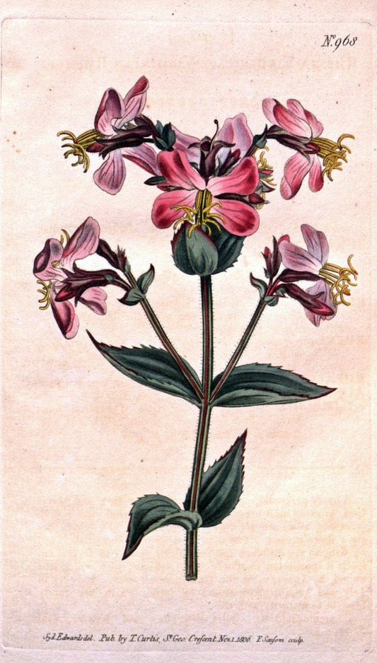 Curtis's botanical magazine. London ;New York [etc.] :Academic Press [etc.]. | Botany Periodicals "Pictorial works"  | Vintage Print Reproduction 452582
