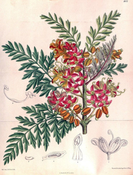 Curtis's botanical magazine. London ;New York [etc.] :Academic Press [etc.]. | Botany Periodicals "Pictorial works"  | Vintage Print Reproduction 452583
