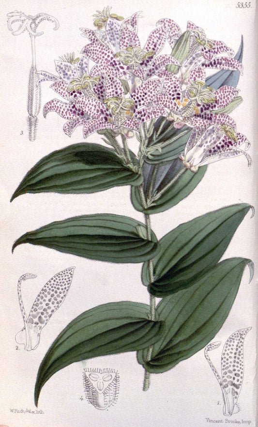 Curtis's botanical magazine. London ;New York [etc.] :Academic Press [etc.]. | Botany Periodicals "Pictorial works"  | Vintage Print Reproduction 452584