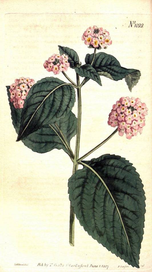 Curtis's botanical magazine. London ;New York [etc.] :Academic Press [etc.]. | Botany Periodicals "Pictorial works"  | Vintage Print Reproduction 452585