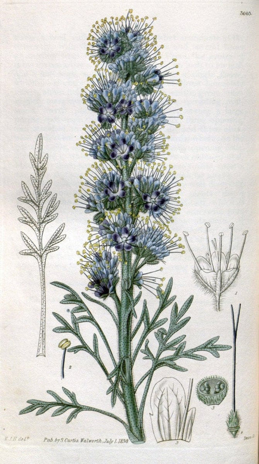 Curtis's botanical magazine. London ;New York [etc.] :Academic Press [etc.]. | Botany Periodicals "Pictorial works"  | Vintage Print Reproduction 452586
