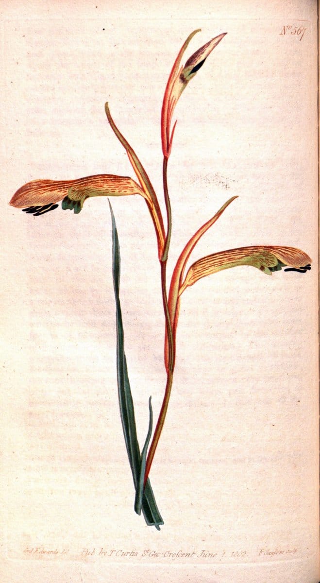 Curtis's botanical magazine. London ;New York [etc.] :Academic Press [etc.]. | Botany Periodicals "Pictorial works"  | Vintage Print Reproduction 452587