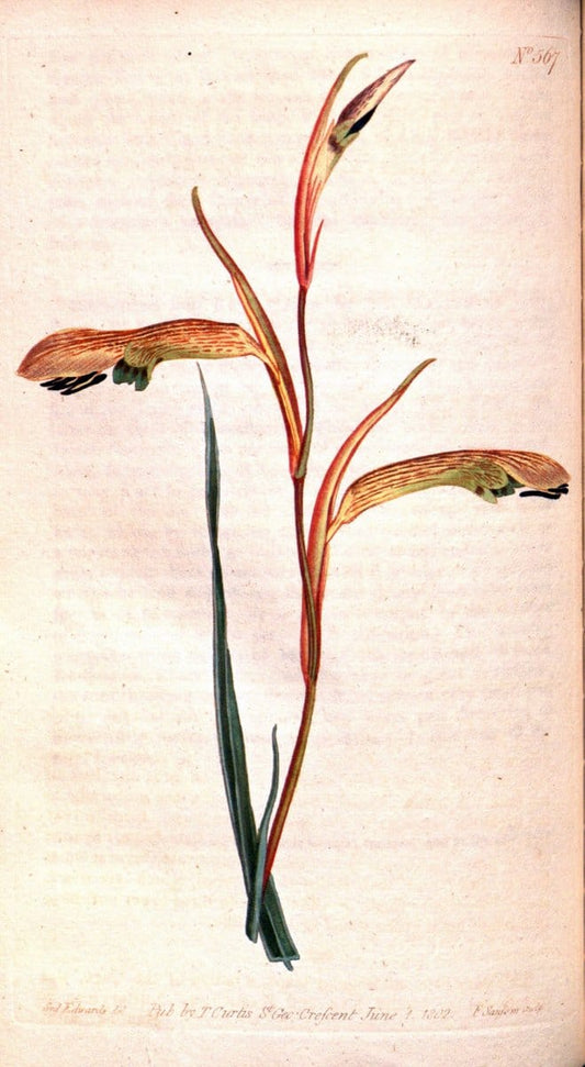 Curtis's botanical magazine. London ;New York [etc.] :Academic Press [etc.]. | Botany Periodicals "Pictorial works"  | Vintage Print Reproduction 452587