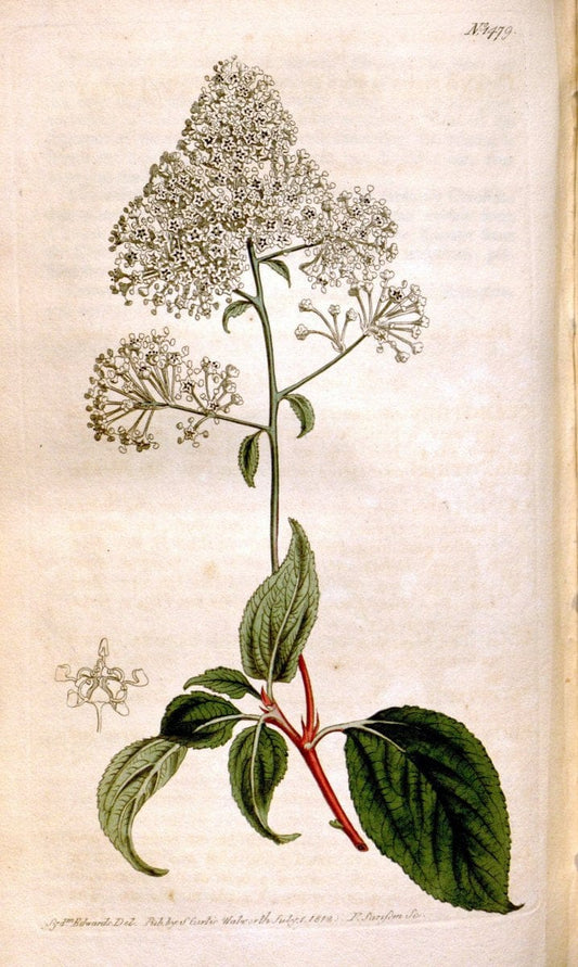 Curtis's botanical magazine. London ;New York [etc.] :Academic Press [etc.]. | Botany Periodicals "Pictorial works"  | Vintage Print Reproduction 452588