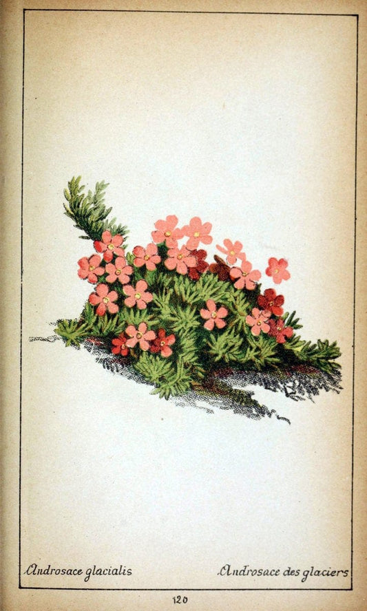 Choix de plantes de l'Europe centrale et particuliÃ¨rement de la Suisse et de la SavoieGe | Europe Central "Pictorial works" Plants "Savoy (France and Italy)" Switzerland  | Vintage Reproduction 452589