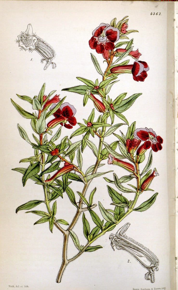 Curtis's botanical magazine. London ; New York [etc.] :Academic Press [etc.]. | "Botanical illustration" Botany Periodicals "Pictorial works" "Plants, Ornamental"  | Vintage Print Reproduction 452590