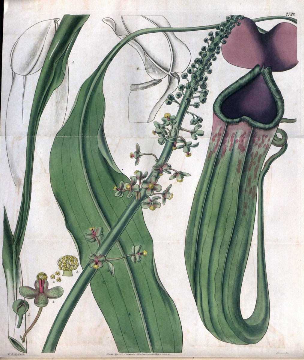 Curtis's botanical magazine. London ; New York [etc.] :Academic Press [etc.]. | "Botanical illustration" Botany Periodicals "Pictorial works" "Plants, Ornamental"  | Vintage Print Reproduction 452591