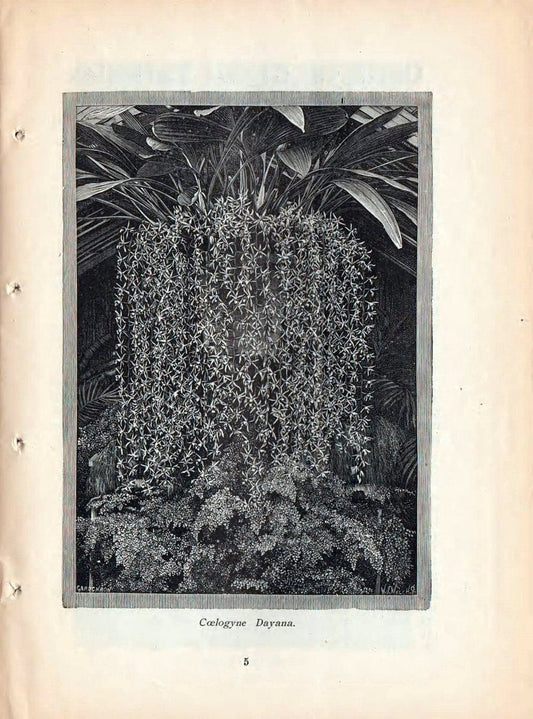 Catalogue :.New York, NY :Cleary & Co.,. | Vintage Print Reproduction 452592
