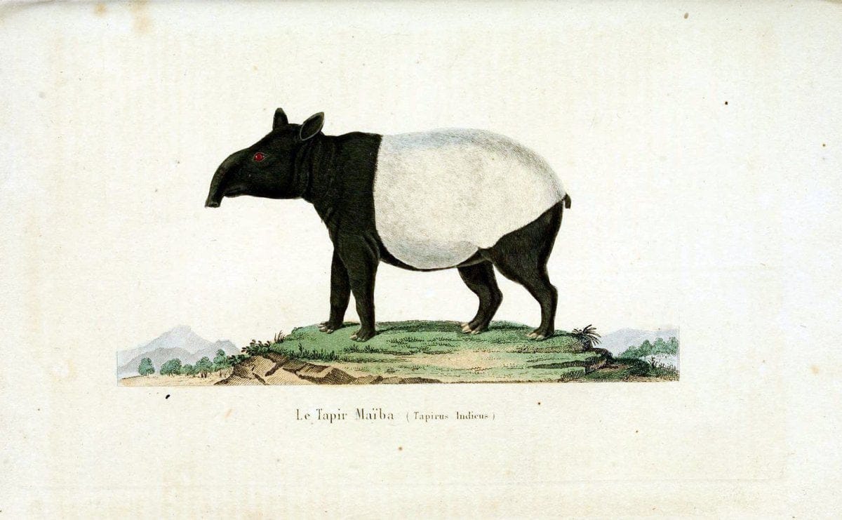 ComplÃ©ments de Buffon. t.1.Paris:P. Pourrat FrÃ¨res,1838. |  | Vintage Print Reproduction 452594