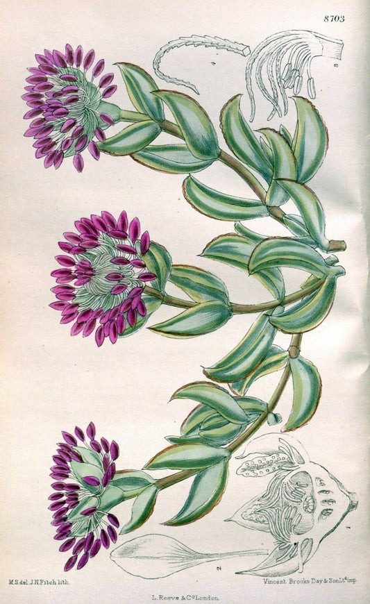 Curtis's botanical magazine. London ; New York [etc.] :Academic Press [etc.]. | "Botanical illustration" Botany Periodicals "Pictorial works" "Plants, Ornamental"  | Vintage Print Reproduction 452596