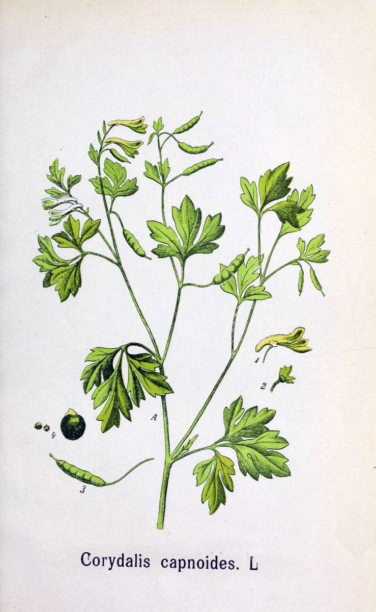 Contributiuni la flora Judetului Neamtu :.BucuresÃŒÂ¦ti :Speranta,1908.  | Plants Romania | Vintage Print Reproduction 452598