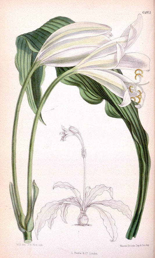 Curtis's botanical magazine. London ; New York [etc.] :Academic Press [etc.]. | "Botanical illustration" Botany Periodicals "Pictorial works" "Plants, Ornamental"  | Vintage Print Reproduction 452599