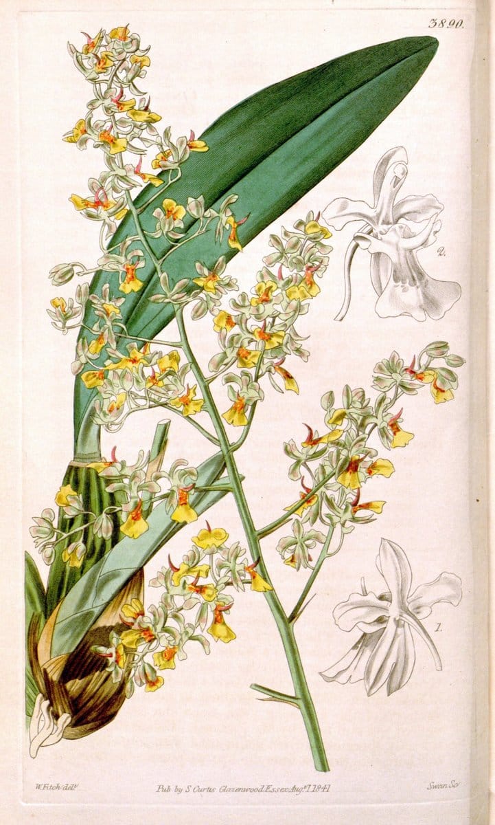 Curtis's botanical magazine. London ; New York [etc.] :Academic Press [etc.]. | "Botanical illustration" Botany Periodicals "Pictorial works" "Plants, Ornamental"  | Vintage Print Reproduction 452602