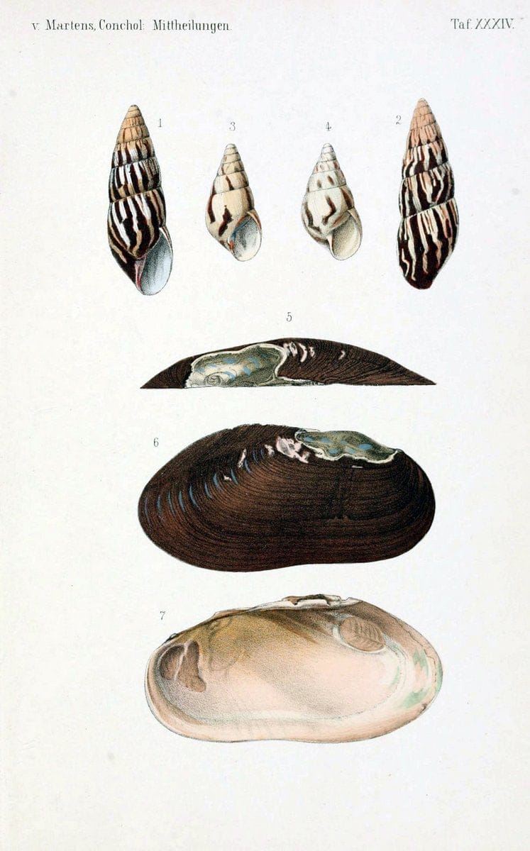 Conchologische Mittheilungen als Fortsetzung der Novitates conchologicae. bd 1 - 3.Cassell :T. Fischer,1880- . |  | Vintage Print Reproduction 452603