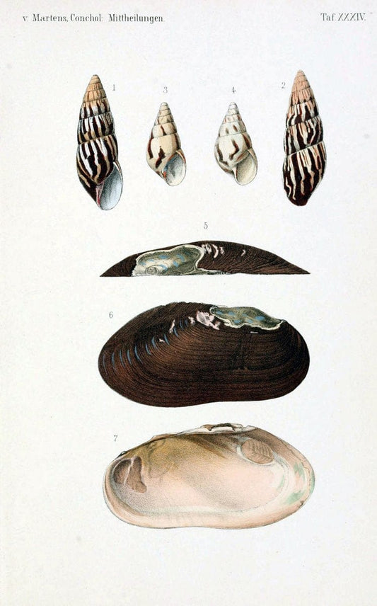 Conchologische Mittheilungen als Fortsetzung der Novitates conchologicae. bd 1 - 3.Cassell :T. Fischer,1880- . |  | Vintage Print Reproduction 452603