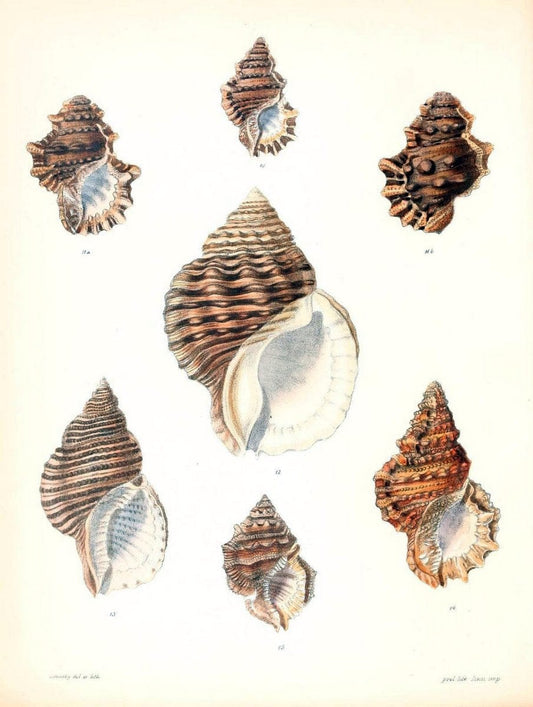 Conchologia iconica, or, Illustrations of the shells of molluscous animals /.London :Reeve, Brothers,1843-1878.  | Mollusks "Pictorial works" Shells | Vintage Print Reproduction 452604