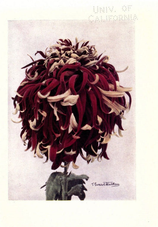 Chrysanthemums /.New York :Frederick A. Stokes Co. [ca1914]. | Chrysanthemums Floriculture  | Vintage Print Reproduction 452606