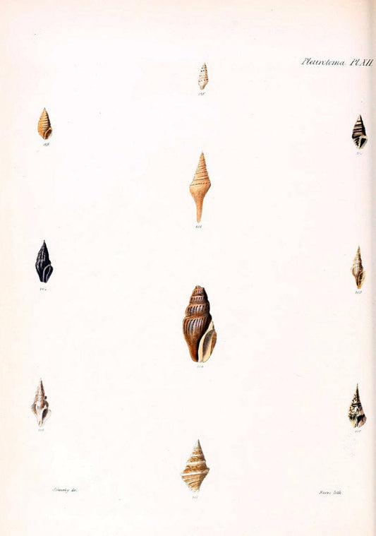 Conchologia iconica, or, Illustrations of the shells of molluscous animals. v.1London :Reeve, Brothers,1843-1878. | Mollusks "Pictorial works" Shells  | Vintage Print Reproduction 452608