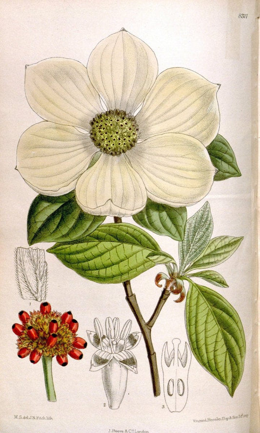 Curtis's botanical magazine. London ; New York [etc.] :Academic Press [etc.]. | "Botanical illustration" Botany Periodicals "Pictorial works" "Plants, Ornamental"  | Vintage Print Reproduction 452609