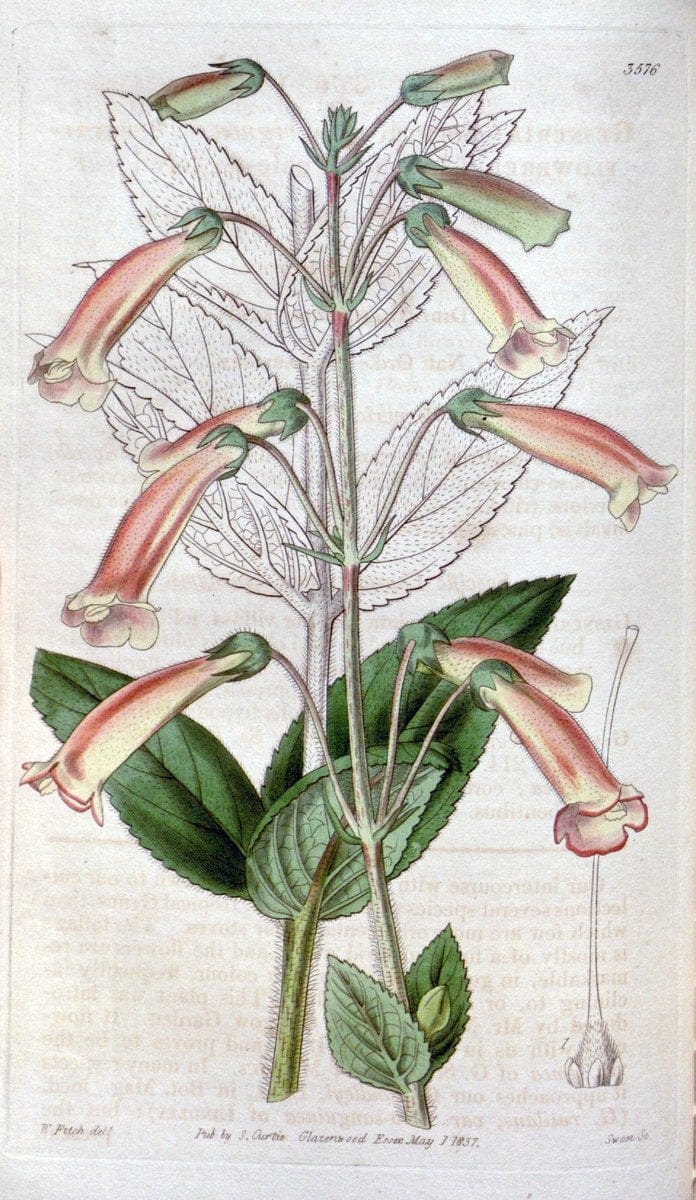 Curtis's botanical magazine. London ; New York [etc.] :Academic Press [etc.]. | "Botanical illustration" Botany Periodicals "Pictorial works" "Plants, Ornamental"  | Vintage Print Reproduction 452610