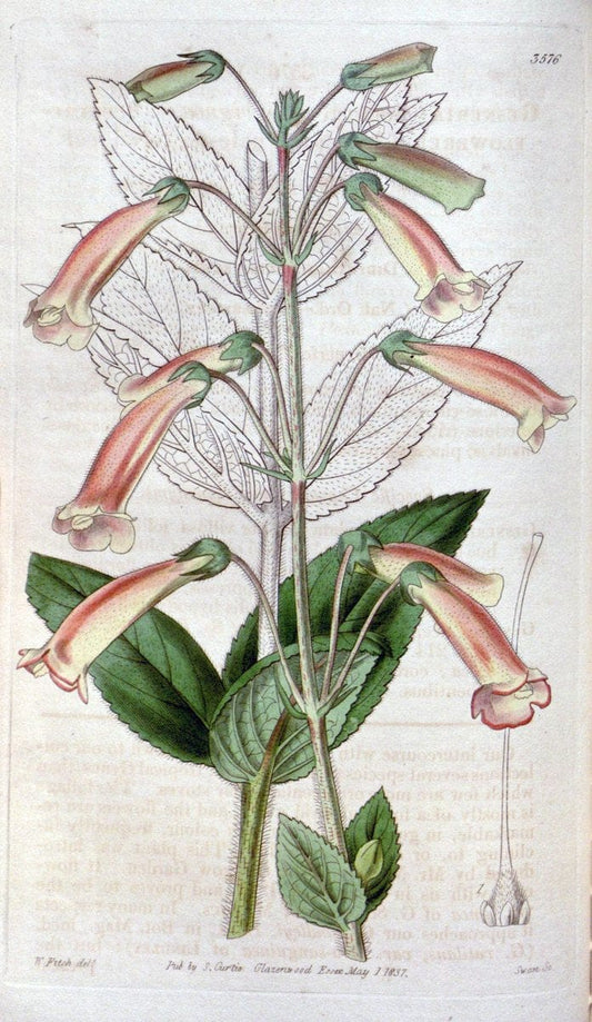 Curtis's botanical magazine. London ; New York [etc.] :Academic Press [etc.]. | "Botanical illustration" Botany Periodicals "Pictorial works" "Plants, Ornamental"  | Vintage Print Reproduction 452610