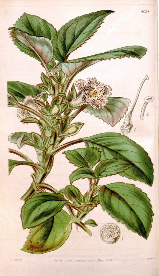 Curtis's botanical magazine. London ; New York [etc.] :Academic Press [etc.]. | "Botanical illustration" Botany Periodicals "Pictorial works" "Plants, Ornamental"  | Vintage Print Reproduction 452611