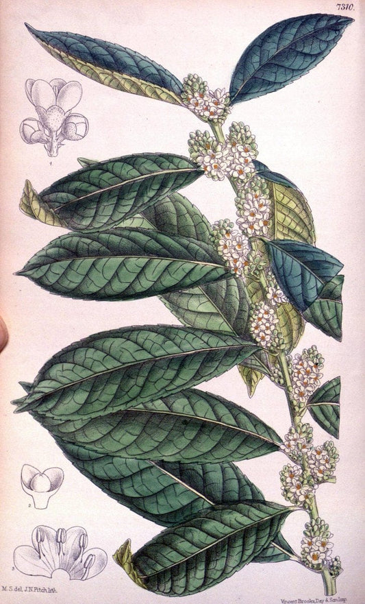 Curtis's botanical magazine. London ; New York [etc.] :Academic Press [etc.]. | "Botanical illustration" Botany Periodicals "Pictorial works" "Plants, Ornamental"  | Vintage Print Reproduction 452614